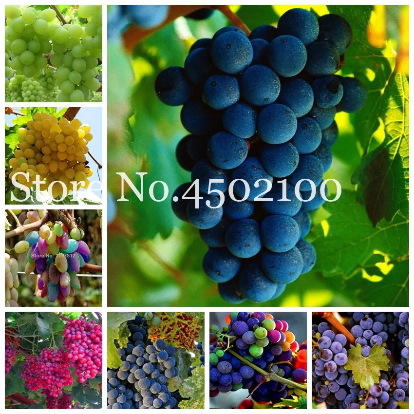 

50 Pcs Various Grape Bonsai, Advanced Sweet Fruit Plant Natural Sweet Growth Grape Flores Kyoho Grape Gardening Fruit Plants