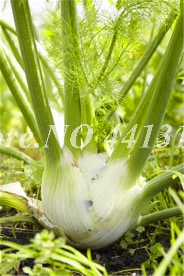 Europe Fragrant Fennel Bonsai Fresh & Green Organic Vegetable Anise
