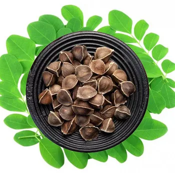 

Interesting Natural Dried Plants moringa for DIY party decorates accessories 10 particles / bag