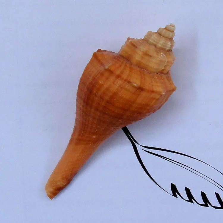 

6-8cm Home Wedding Decoration Natural Crafts Torch Xiangluo Shells Fish Tank Aquarium Landscaping Decorate Material