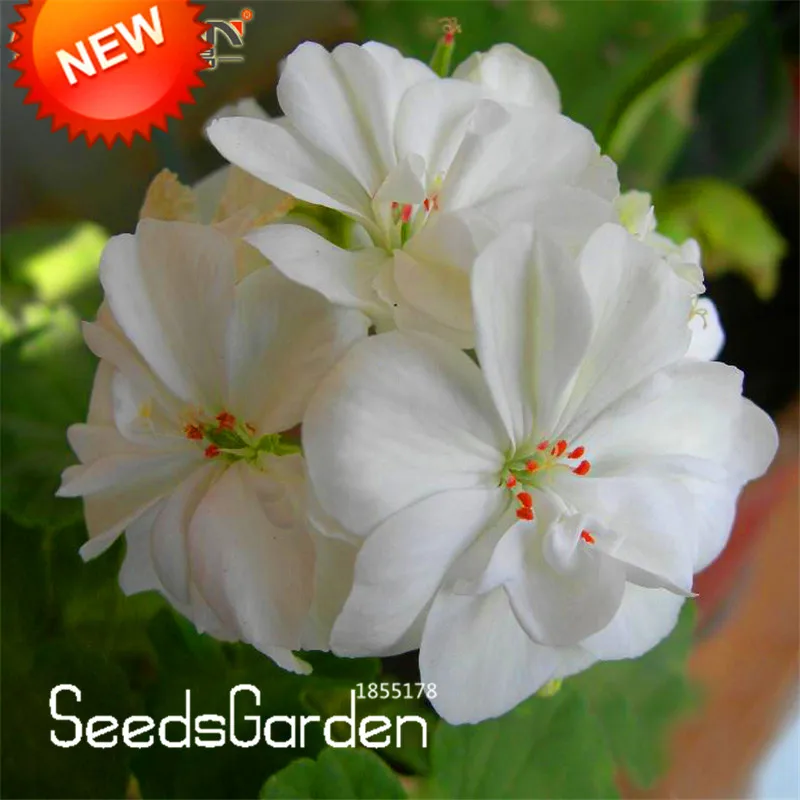 最高の販売 ピース ロット白ゼラニウム盆栽 多年生の花植物ペラルゴニウム花のため Kb3t66 Aliexpress