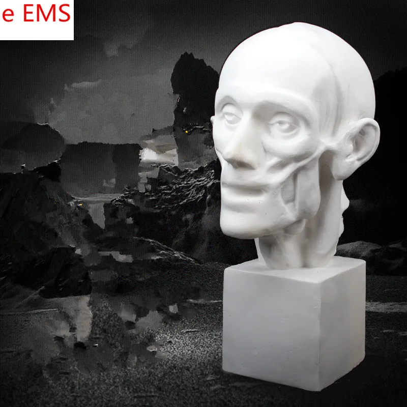 

41cm Gypsum Anatomy Head Portraits Bust Dissection Statue Gypsum Powder Craftwork Home Decorations Art Material L2324