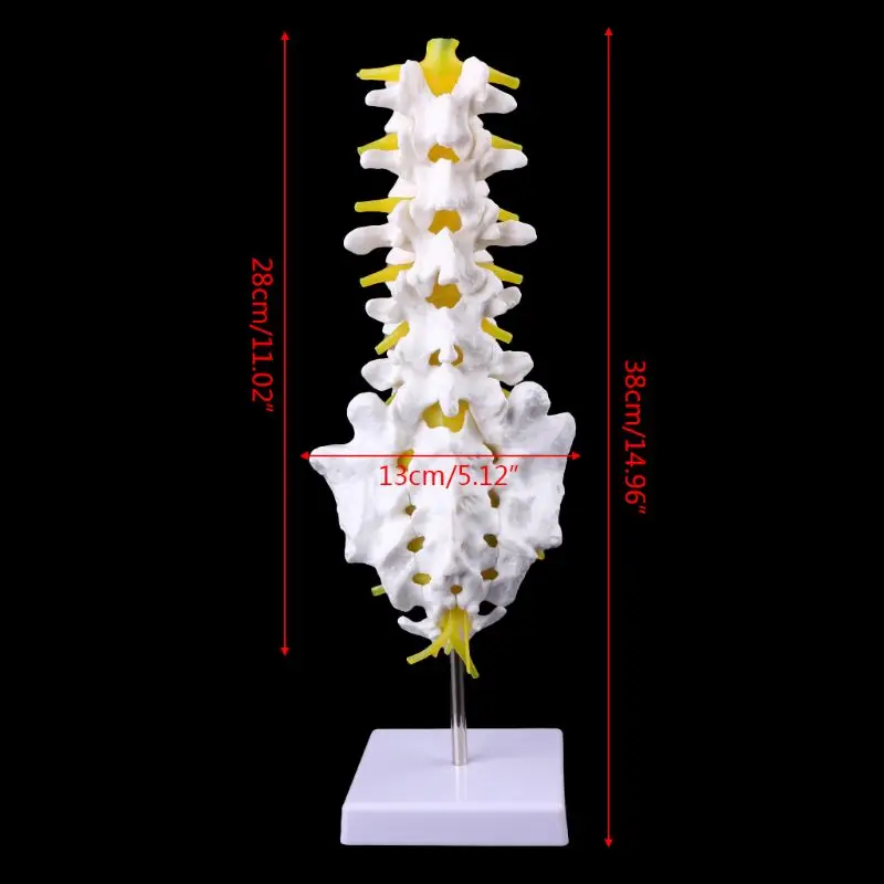 Анатомический поясничный модель позвонков Caudal Vertebra анатомический медицинский обучающий инструмент