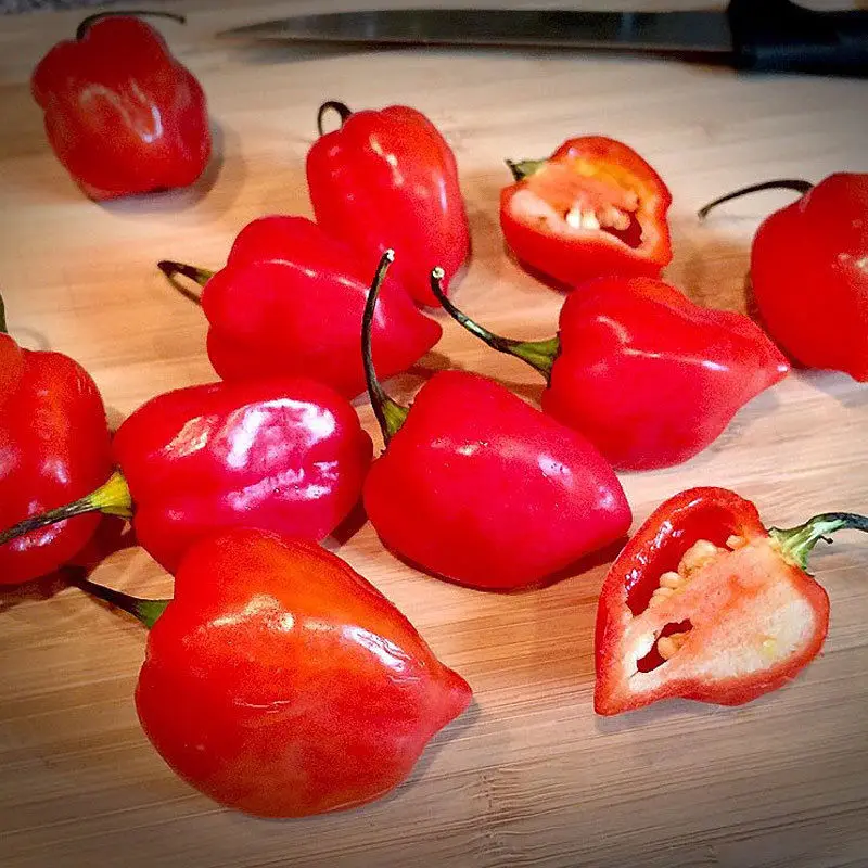 

Red Savina Habanero Hot Chili Pepper 100