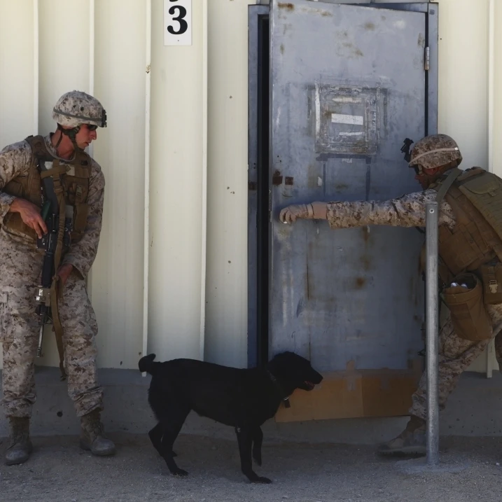 Dog handlers conduct improvised explosive device training Poster Print (33 x 24)