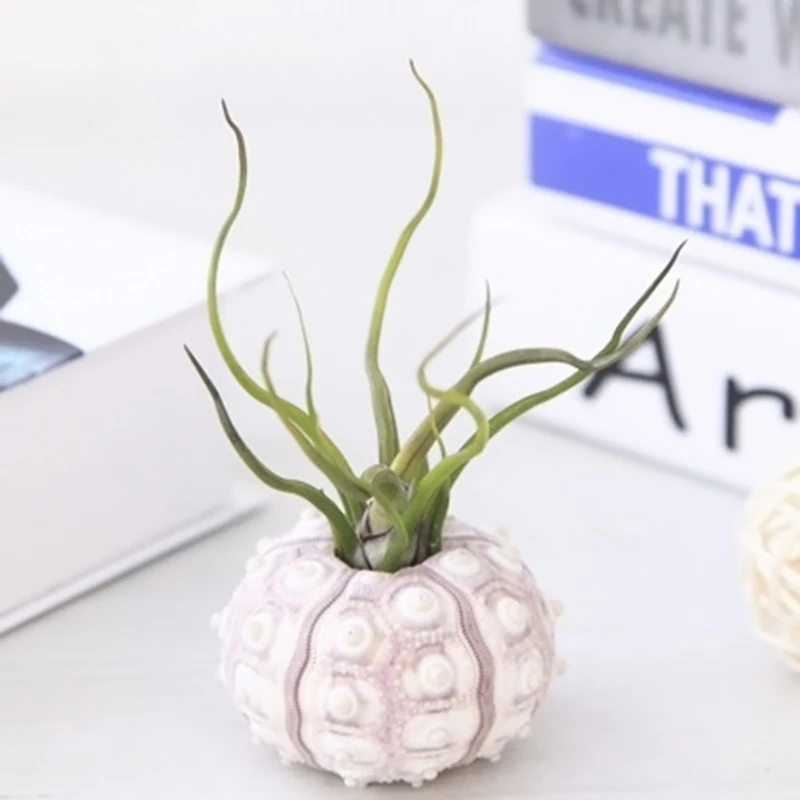 Воздушные растения простой Морской Urchin shell Настольный Tillandsia держатель
