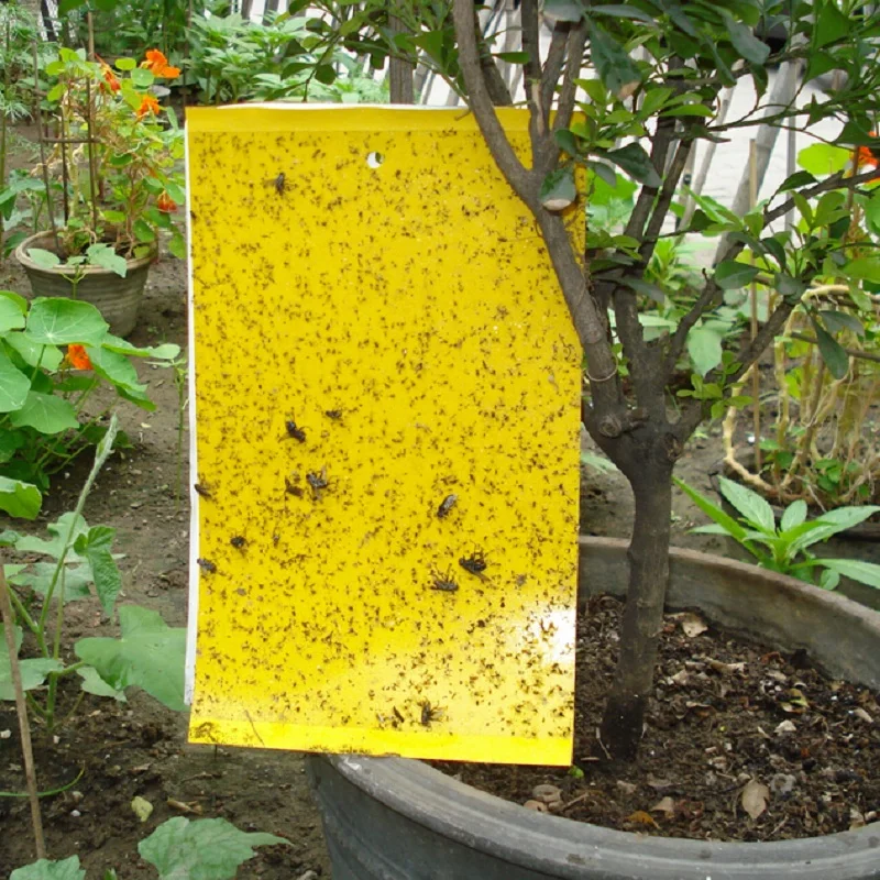 

WHISM Pest Control Whitefly Glue Sticker Flies Traps Bugs Killer Tools Catching Aphid Insects Sticky Board For Home Garden