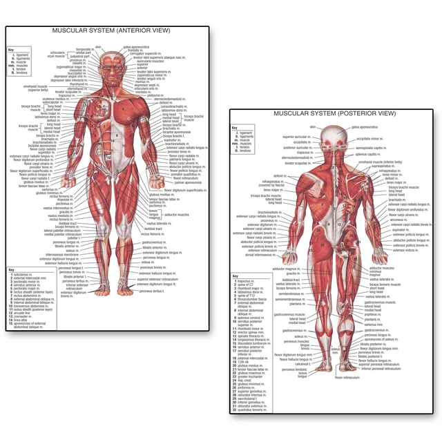 human anatomy posterior anterior view anatomy muscles system art medical posters