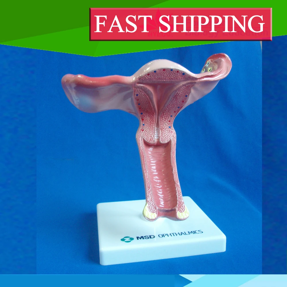 Anatomy factory price quality medical education biological Anatomical