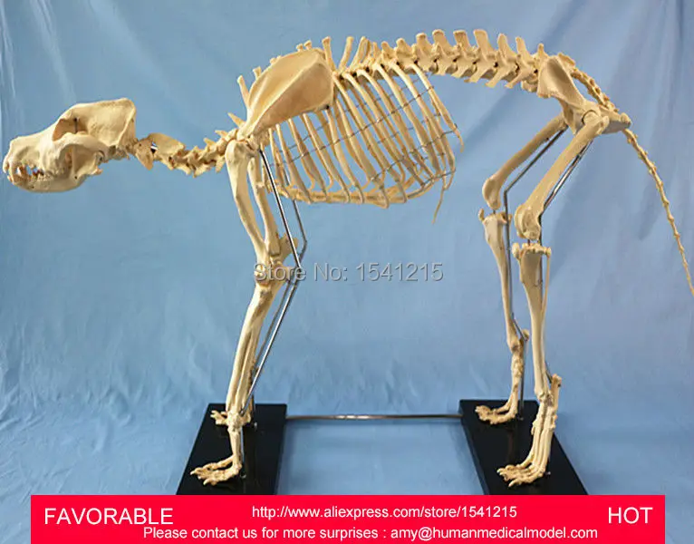 1.2 м собака медицинской образца модели Собака Кость Скелет собака скелетных образцов собака скелет модель жизни SIZE-GASEN-RZDW011