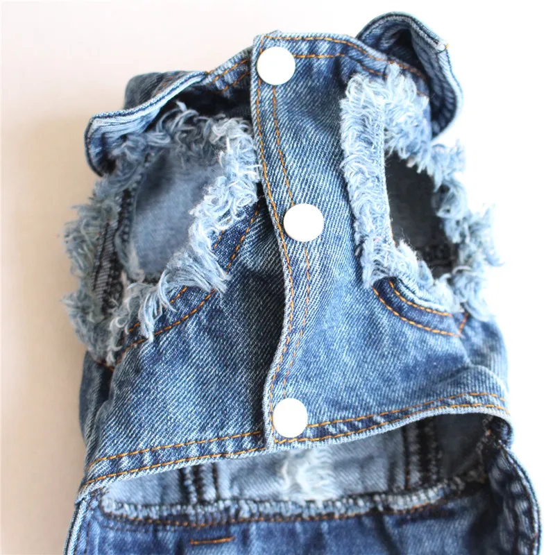 Beautiful, trendy sphynx cat denim jacket