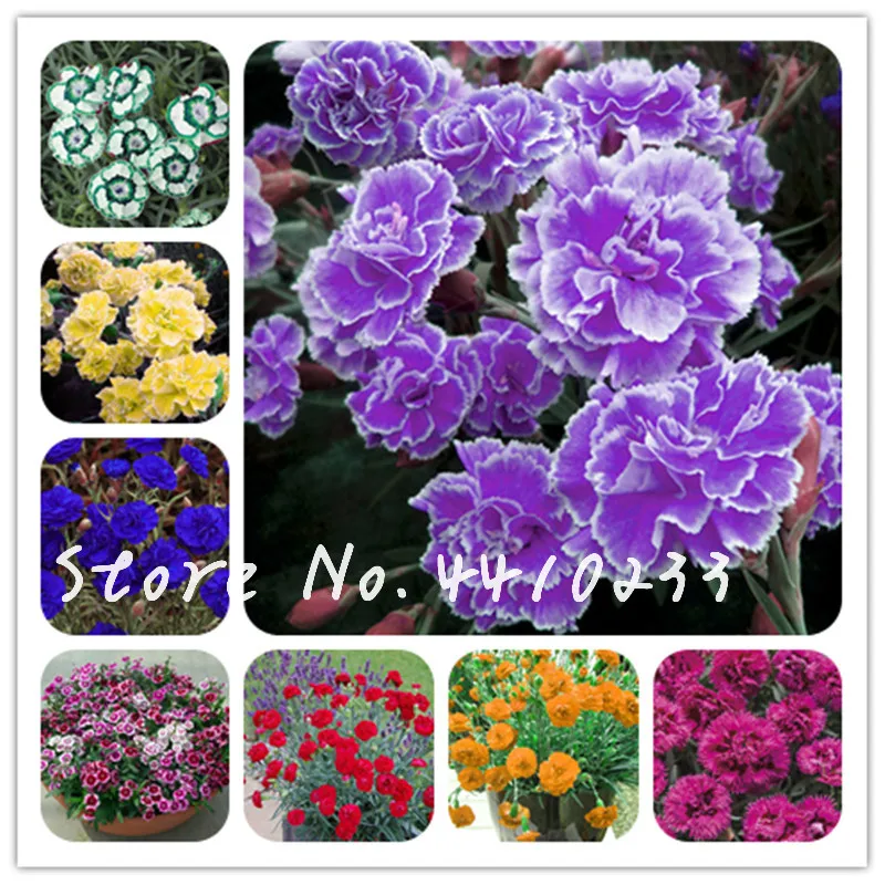 

Big Promotion! 100 Pcs Exotic Mix Dianthus Caryophyllus Flores Bonsai, Rare Carnation Bonsai Balcony Pots Courtyard Garden Plant