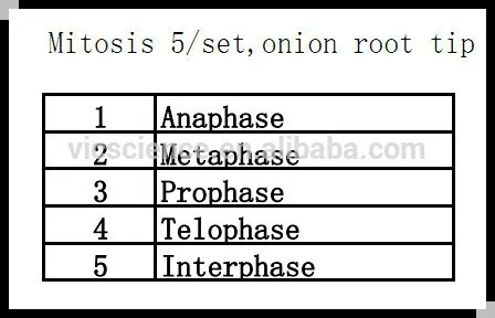 5 шт./компл. завод mitosis Горки Набор луковый корень наконечник для микроскопов