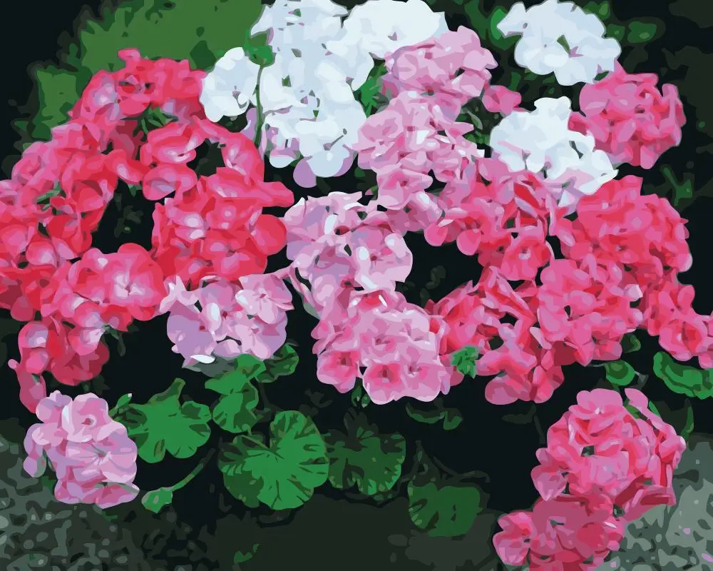 MaHuaf i954 painting by numbers flowers Geranium Hand Painted Framed