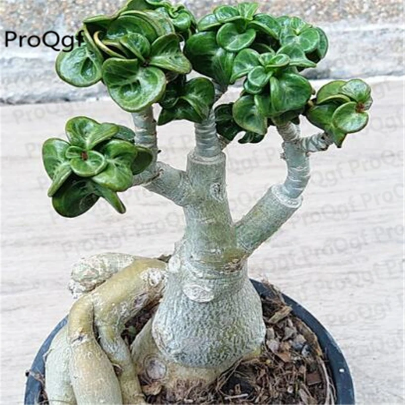 

3Pcs A Set Thai desert rose shofar home Plant