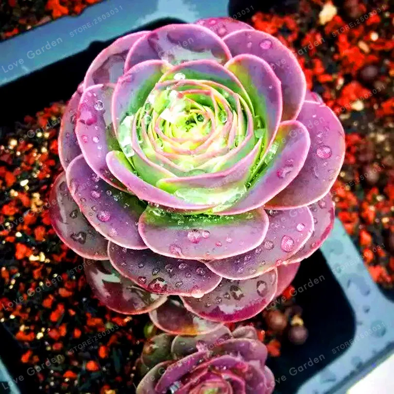 036 55 De Réduction100 Pièces La Montagne Rose Rouge Rose Jardin Greenovia Fleur Bonsaï Plante Succulente Viande Plante Fleur Bonsaï Plante En Pot