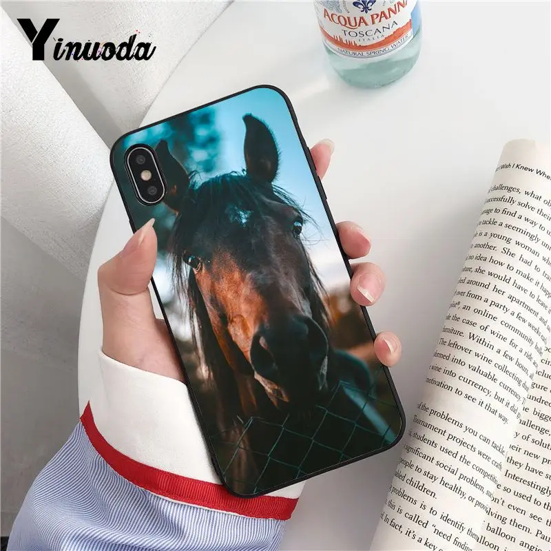 Animal Horse