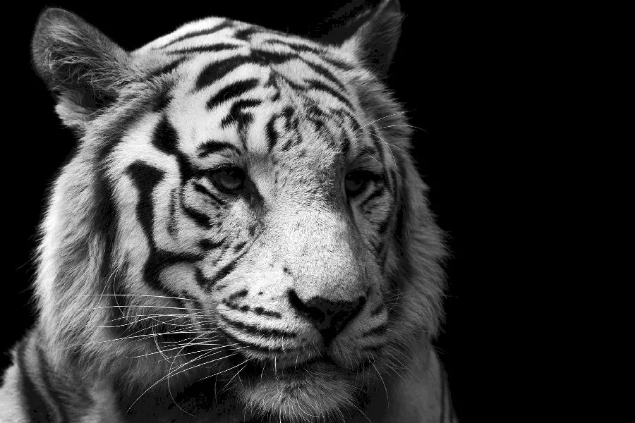 Schwarz Hintergrund Wilden Kopf Tiger Weiß Tiger Tier Poster Stoff Silk