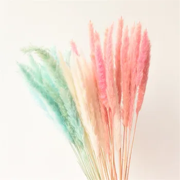 

Natural Dried pampas Grass pink/white/yellow color Rabbit Tail Grass Dry Bouquet Phragmites Wedding Flowers Bunch for Home Decor