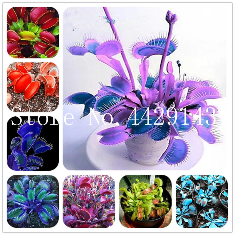 

100 Pcs Garden Potted Plant Flytrap Bonsai Dionaea Muscipula Giant Clip Venus Flytrap Potted Plant Carnivorous Plant Bonsai