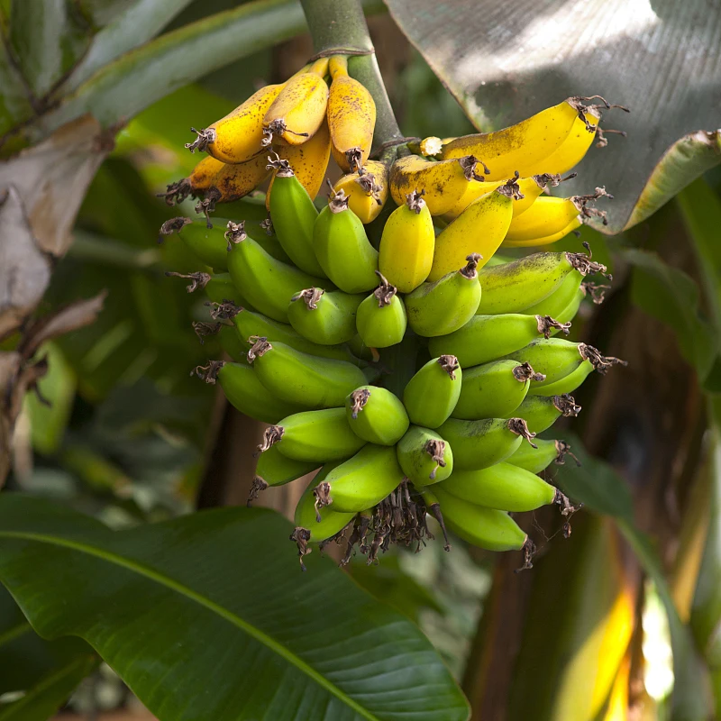 

100PCS Organic Natural Mini Banana Bonsai Delicious Soft Fruits Plants in the balcony Tree for planting in the Garden