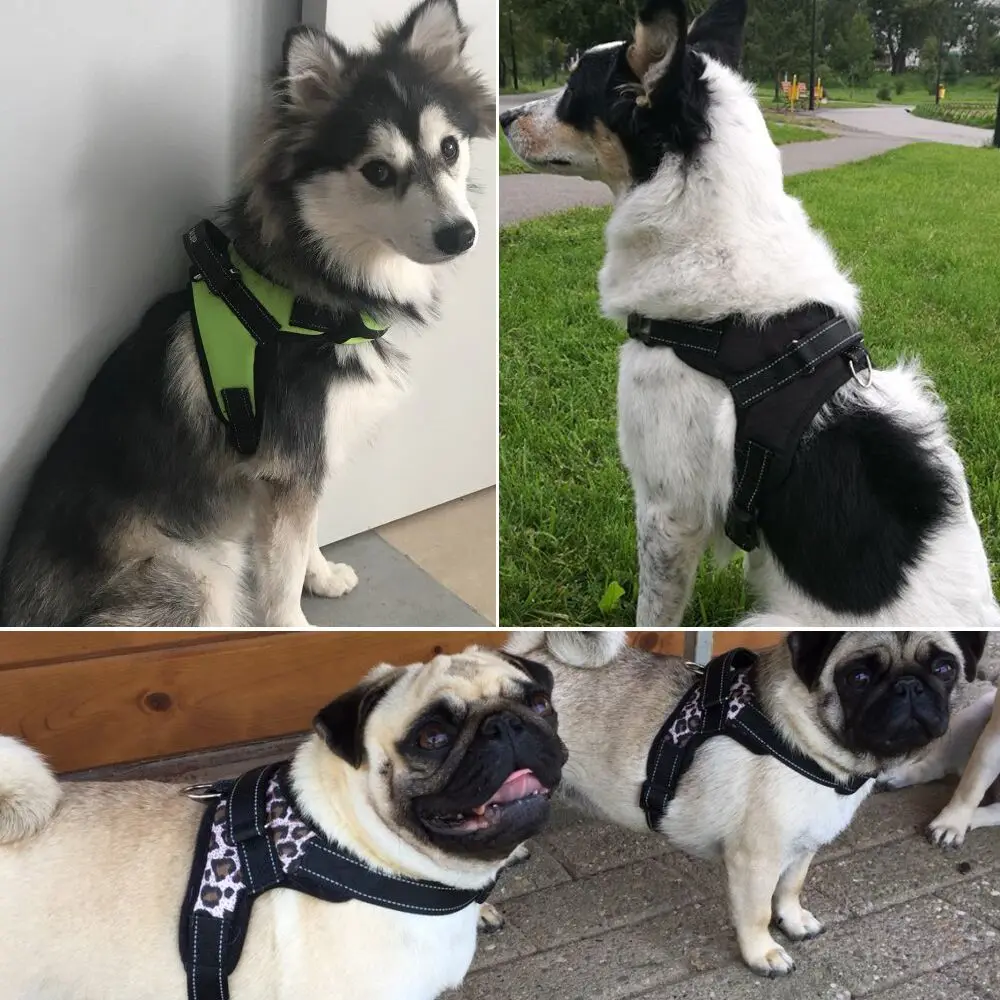 Dog Harness