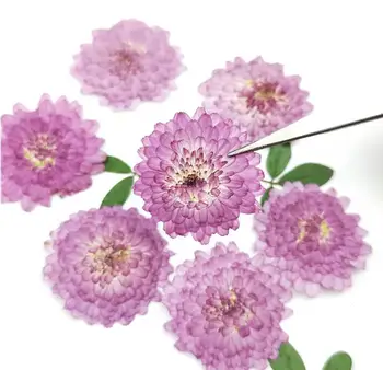 

120pcs Pressed Dried 1.5-3cm Purple Daisy Flowers Plant Herbarium For Jewelry Postcard Invitation Card Phone Case Bookmark DIY
