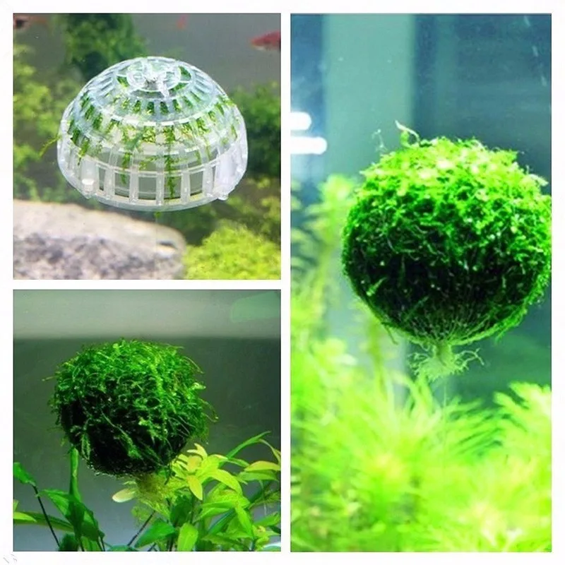 Aquarium Crystal Ball For Fish Tank planting plants add Oxygen Aquatic Plant Floating Ball Moss