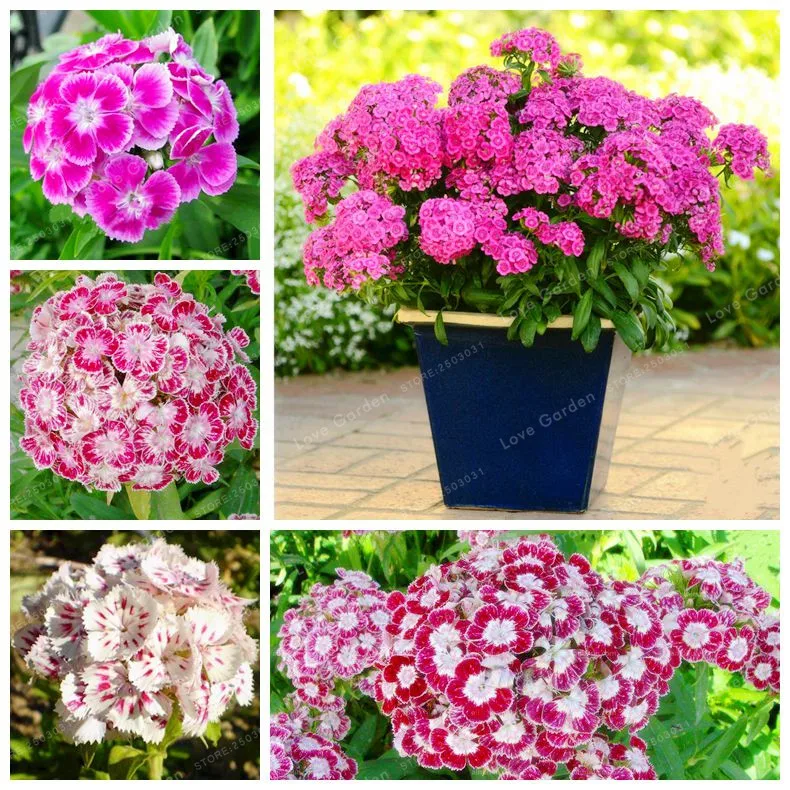 

Hot Selling Dianthus Chinensis Bonsai Mix Color Flower Bonsai Pot Plant Home Garden Easy To Grow 50 Pcs