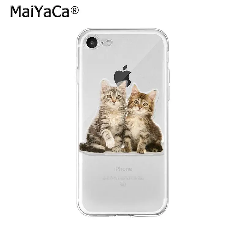 Cute Cat Kitten