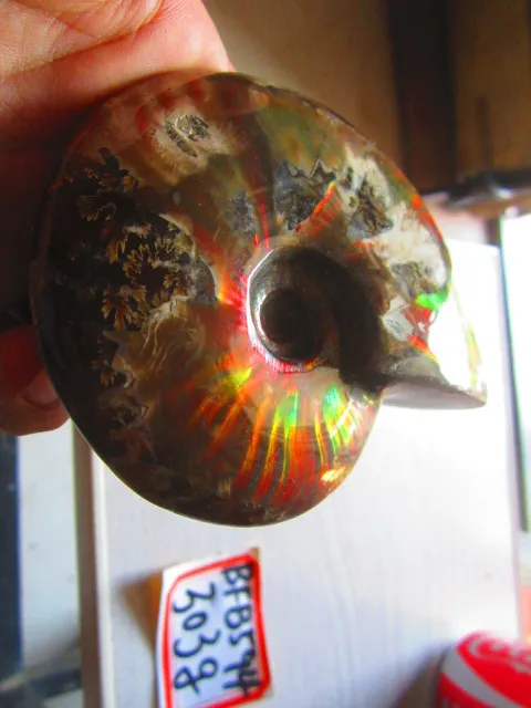 Special Offers 324g(0.71 lb) Iridescent Ammonite Ammolite Specimen Fossil Madagascar BFB597