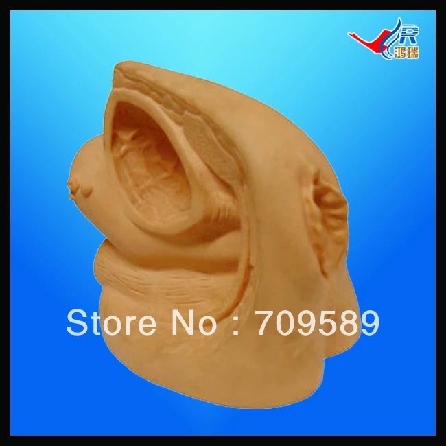 

ISO Female Urethral Catheterization Simulator, Catheterization training