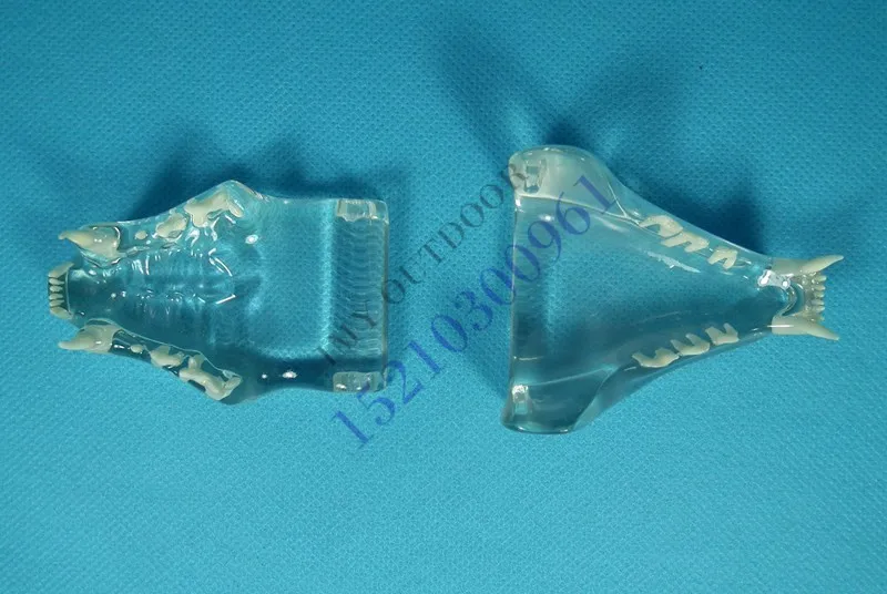 

veterinary Animal bones Dissection cat tooth jaw teaching model free shipping
