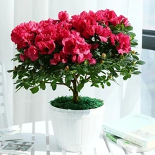 100 pcs/bag bonsai azalea rhododendron azalea flower Bonsai tree seedling  plant home garden easy to Grow