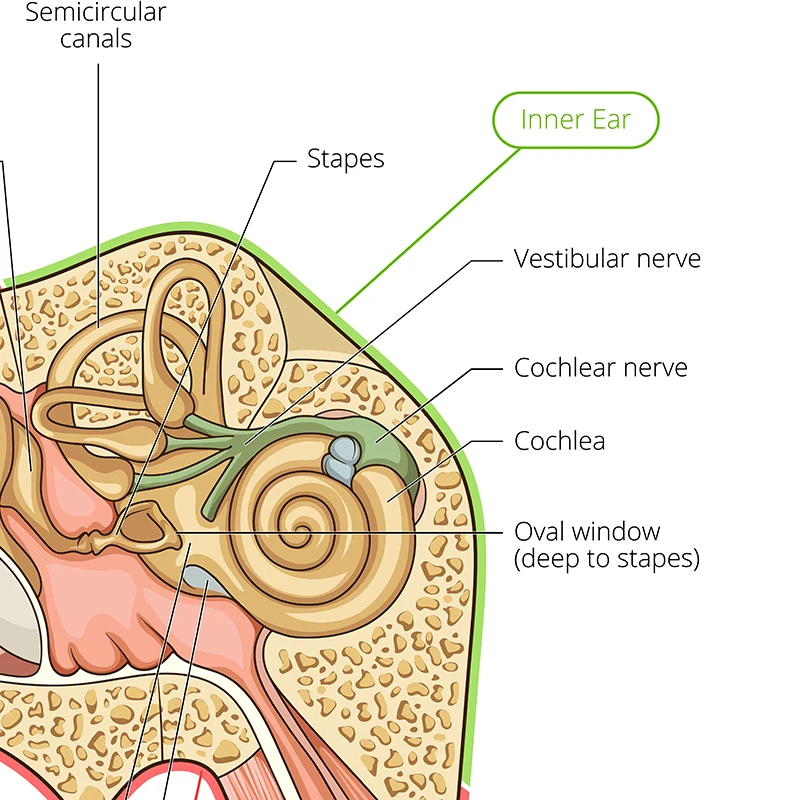 Ear anatomy prints detail picture