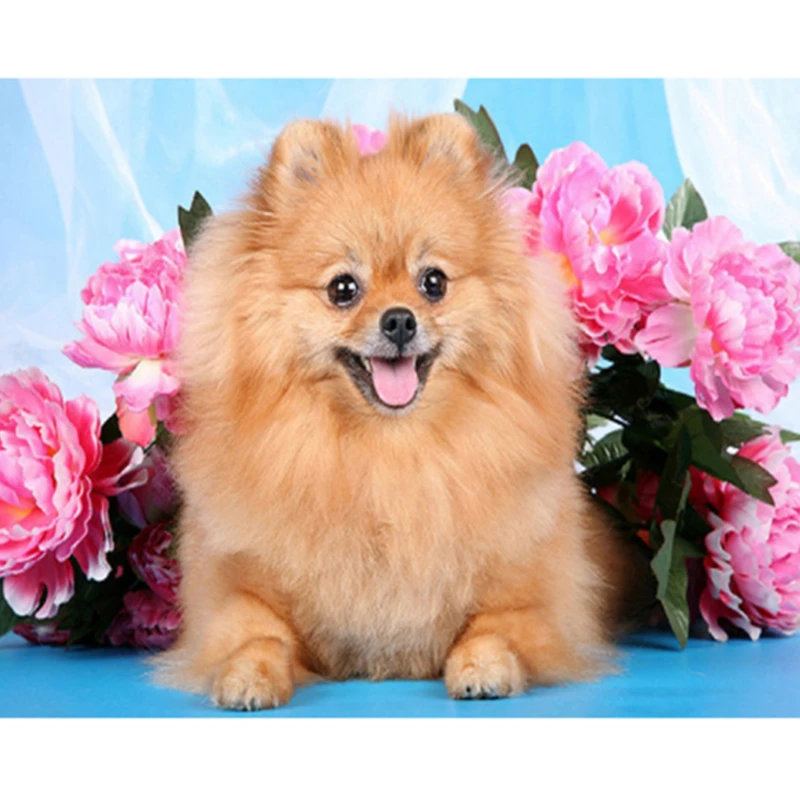 Diamond pet краски 5D померанского шпица животное, бриллиант, вышивка вышивки крестом вышивка мозаикой из стразов изображение украшения стены
