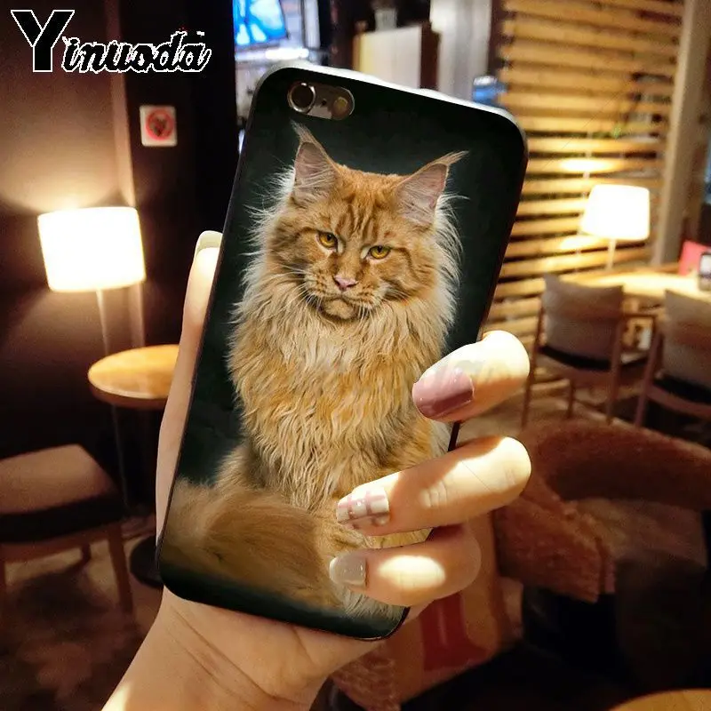 pet maine coon cat