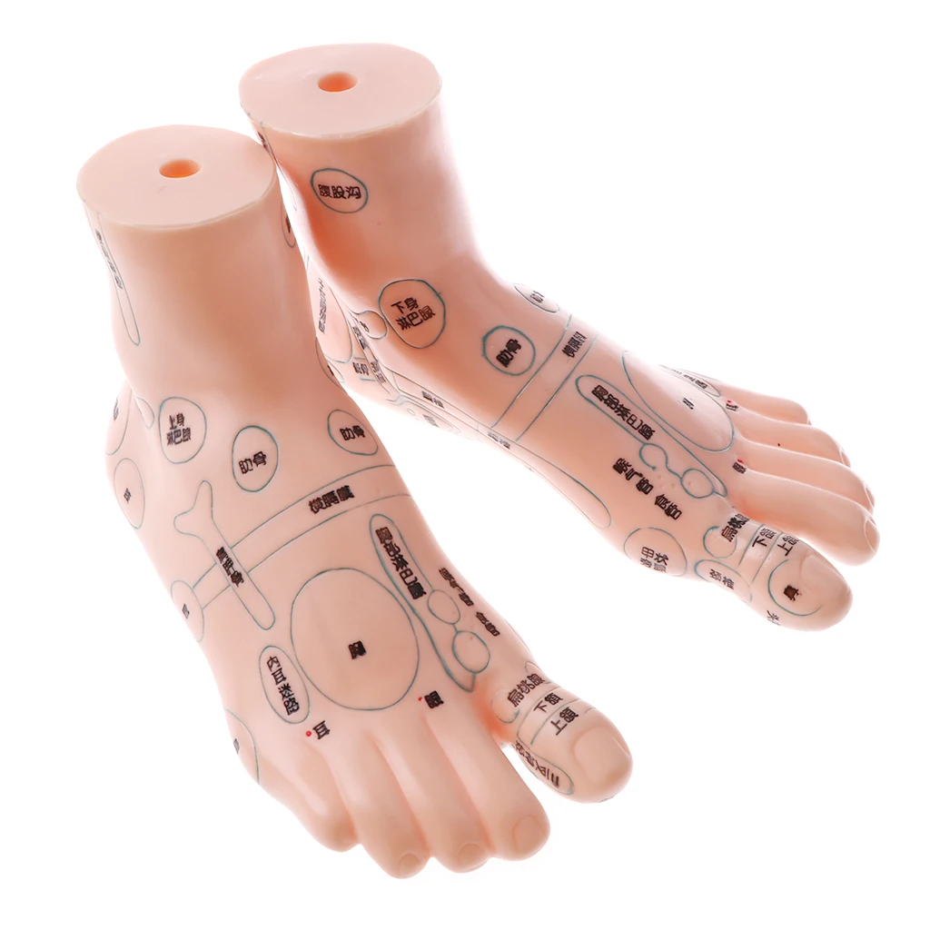 2 Pair 19cm Human Feet Model - Massage Acupuncture Reflexology Acupoint Medicine Learnin Study Kit