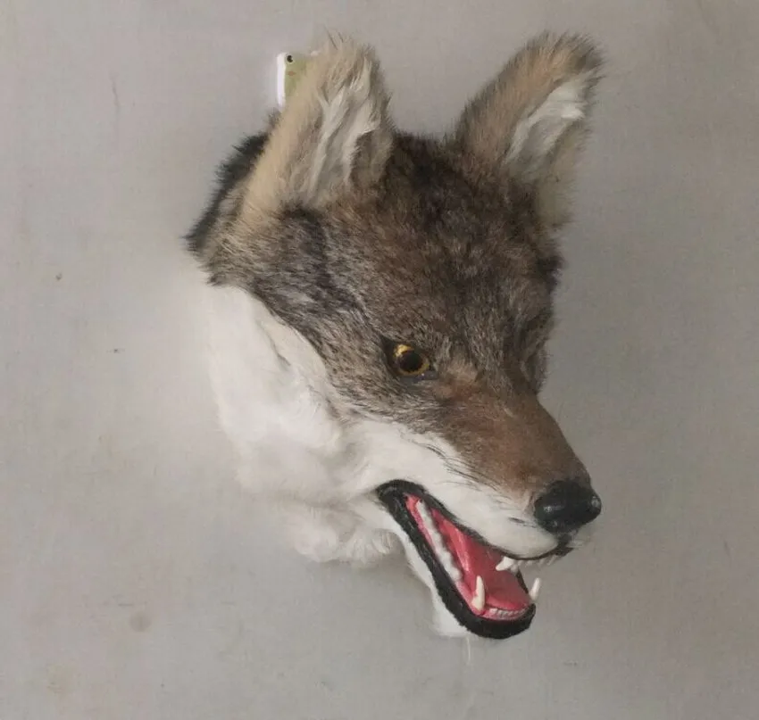 

creative Simulation wolf head toy polyethylene&furs new wolf head model gift about 31x21x26CM y0354