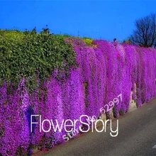 100 СЕМЕНА/партия скала Кресс, Aubrieta каскад семена пурпурных цветов, превосходное многолетнее покрытие земли для домашнего сада