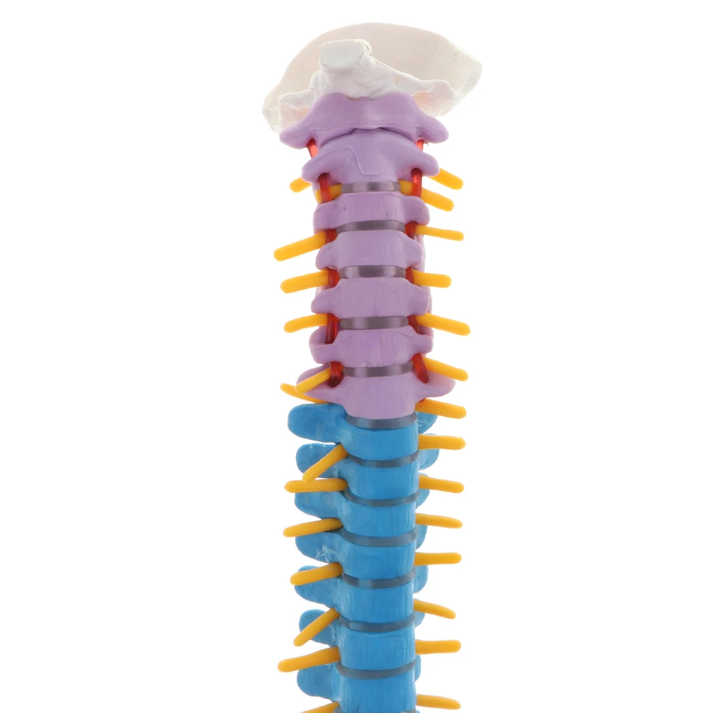 45cm Human Vertebral Column with Pelvis Flexible Model Medical Study Kits