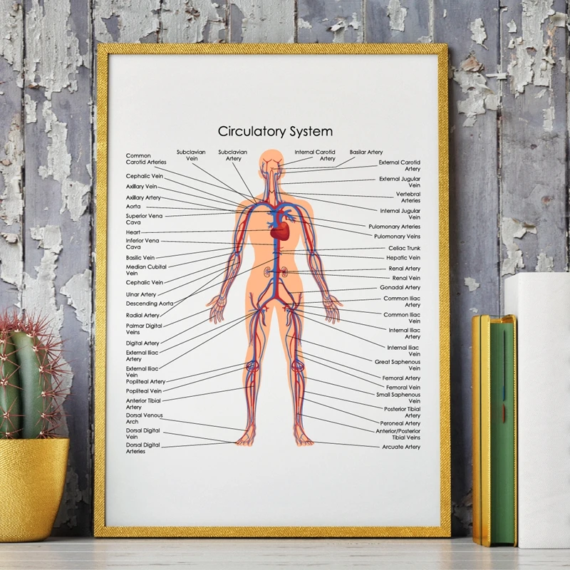 Medical Education Chart of Biology print Office Decor