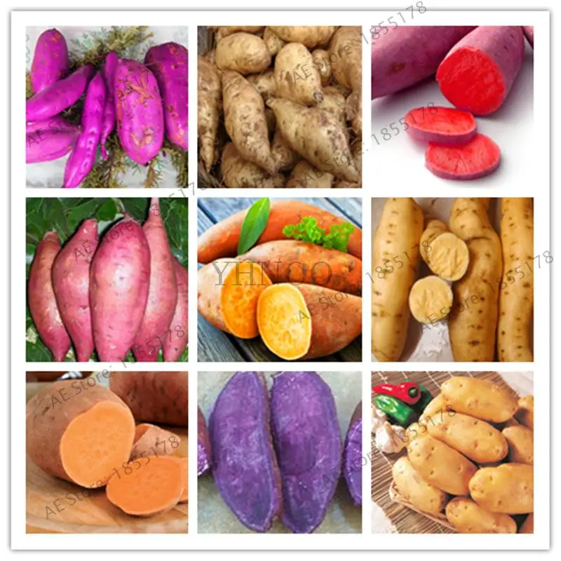 500 SEEDS Sweet Potato plant Vegetables Fresh Food Fruit SURVIVAL US MIX COLOR 