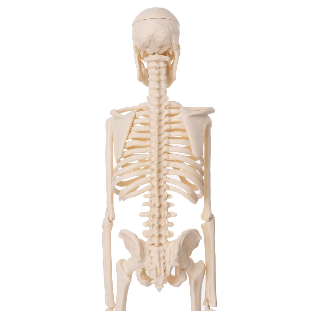 Мини 45 см Съемный скелет человека Кости Модель съемные руки ноги w металлическая подставка анатомическая медицинская модель