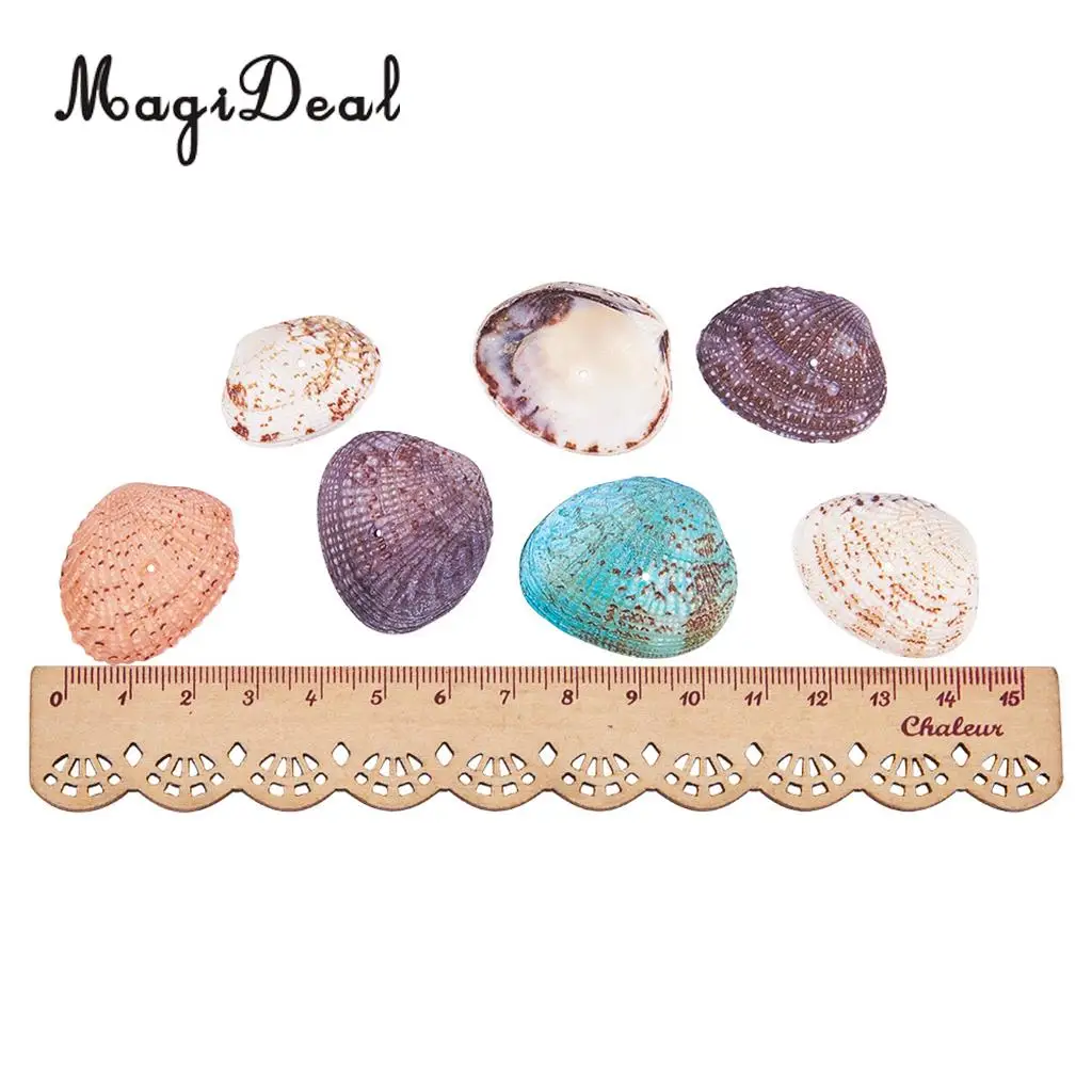 2 Box Multi Sea Shells Natural Conch Shells Beach Seashells, Colorful Assorted Accents for Candle Making Home Decorations