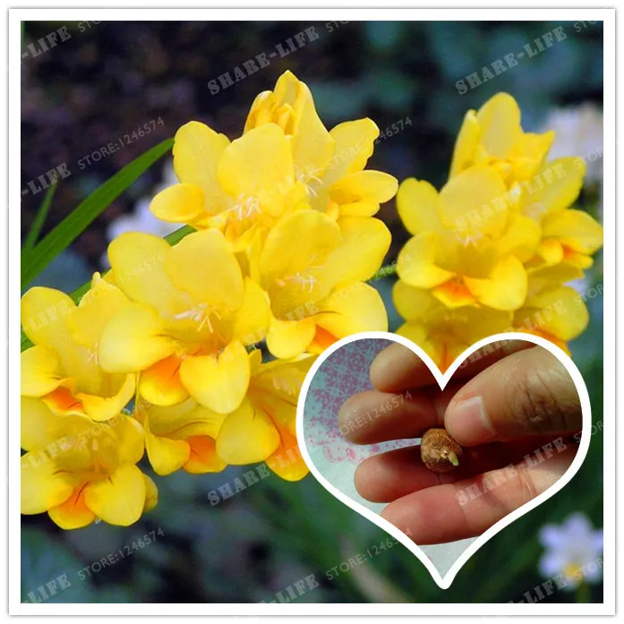 

Yellow Freesia Hybrida Bulbs Potted Flowers Potted Plant Roots (It Is Bonsai) -Flower Bulbs,Indoor Plant,Natural Growth 2pcs