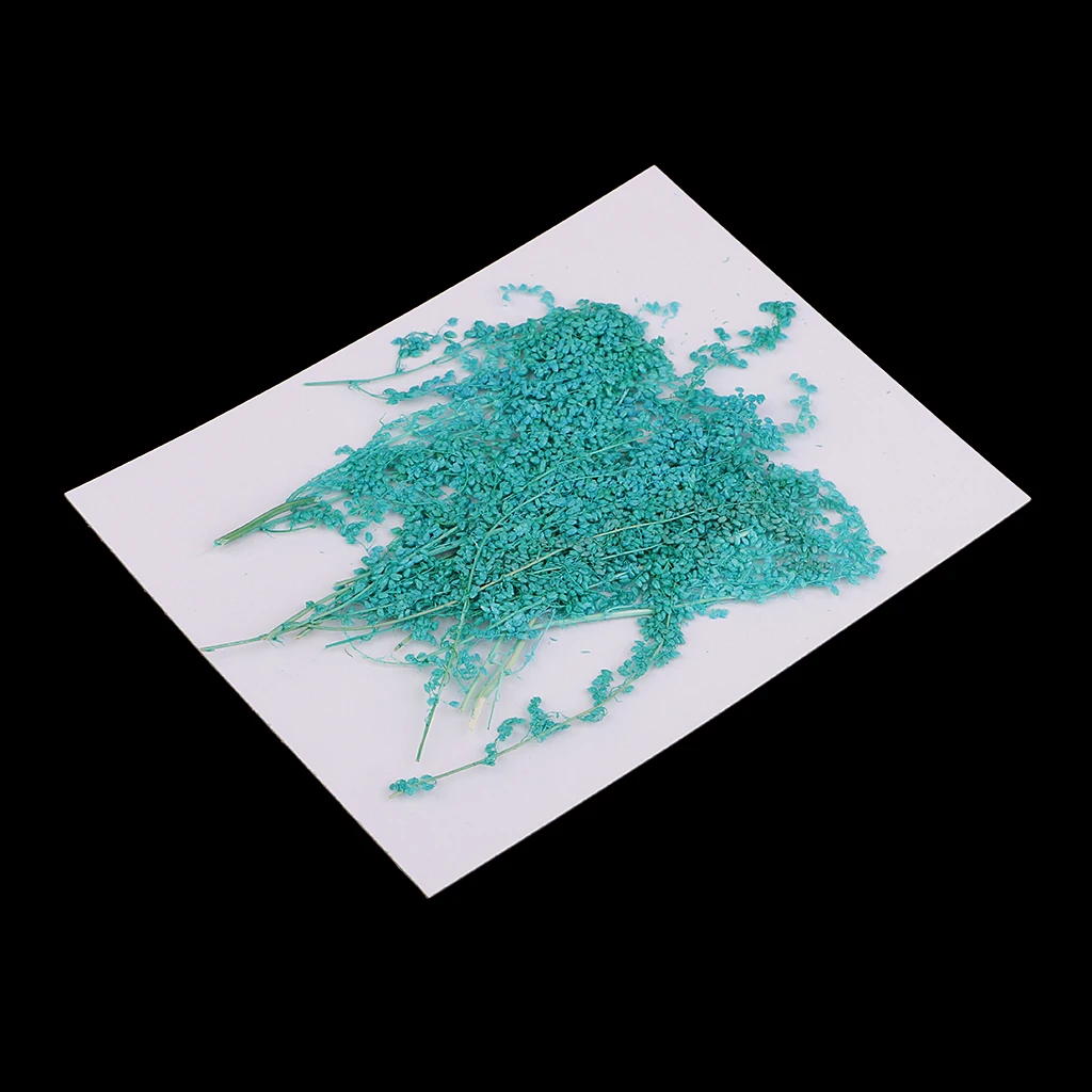 

20 Pcs Dyed Dried Flower Pressed Flowers for Postcard DIY Making Crafts