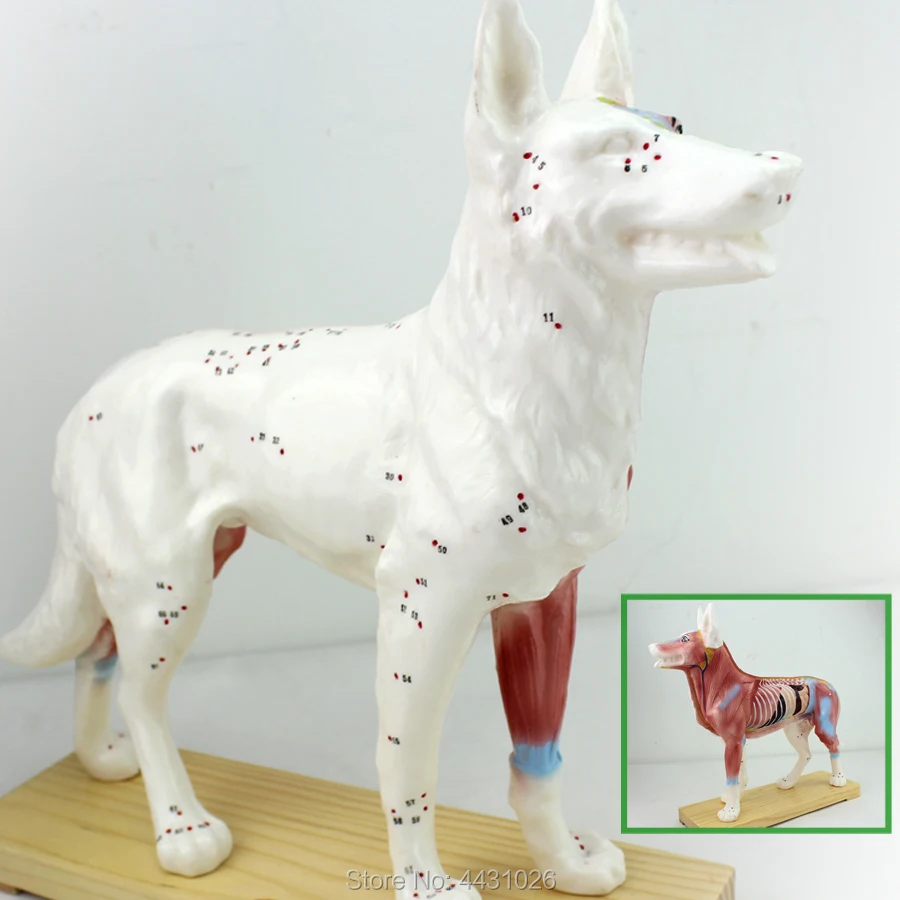 ENOVO Dog acupuncture model animal anatomy model pet model dog acupuncture point model ENOVO Dog acupuncture model animal anatomy model pet model dog acupuncture point model