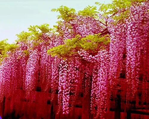 

100 Pcs Wisteria Bonsai Rare Red Wisteria Flower Bonsai Flores Tree Indoor Ornamental Potted Plants For Home Mini Garden