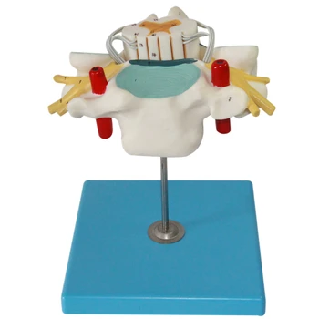 

Cervical vertebrae spine vertebrae model Cervical spinal cord and spinal nerve amplification model